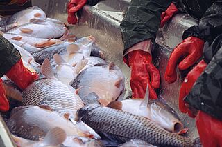 Balık Endüstri
