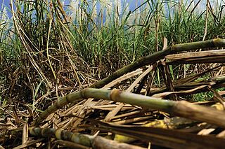 Sugar cane processing